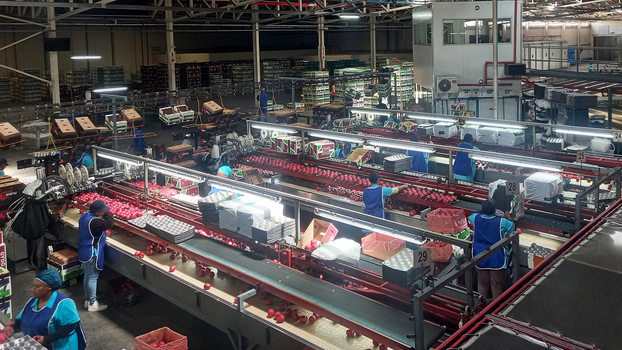 A fruit-packing plant in Ceres, South Africa.