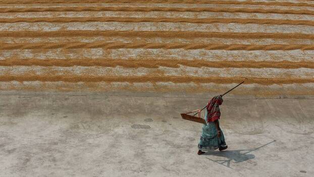 A woman farmer walks past grains of rice drying in the sun in a village near Kolkata, India, 16 March 2024.
